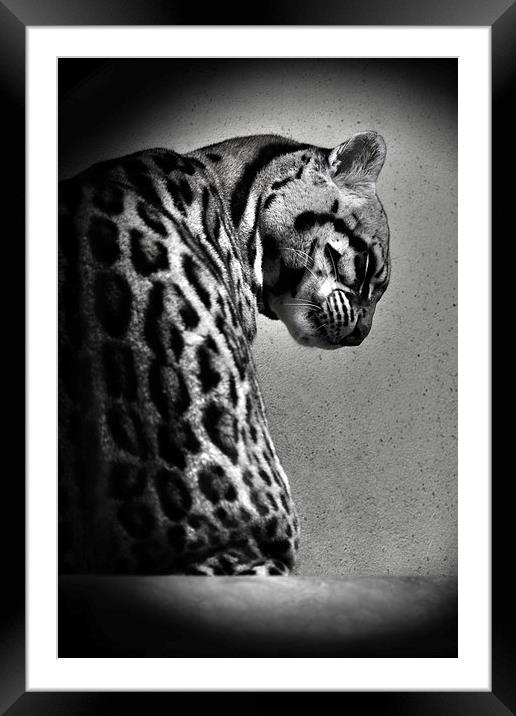 Ocelot Wild Cat in Black and White Framed Mounted Print by Heather Wise