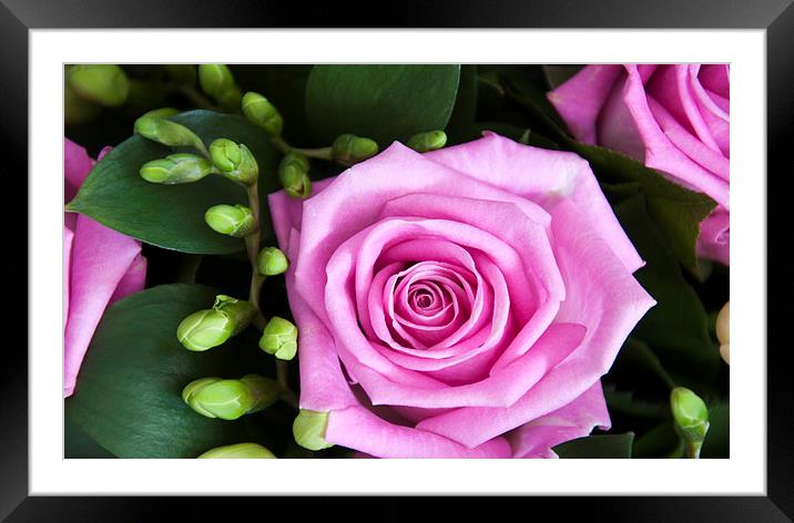 Pink Rose and Buds Framed Mounted Print by Heather Wise