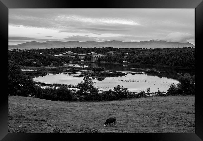 Lone Cow wandering Framed Print by David Barber