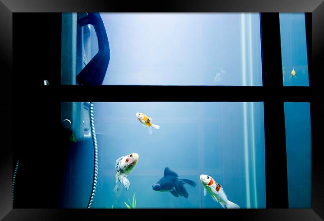 Phonebox Fish Framed Print by Devon Lowery