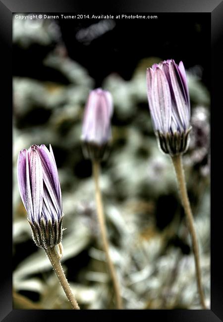 Sleeping Daisies Framed Print by Darren Turner