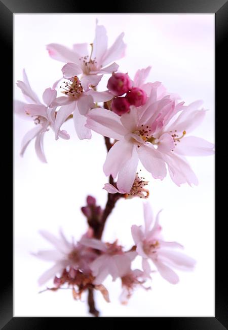 Cherry Blossom Framed Print by Darren Turner