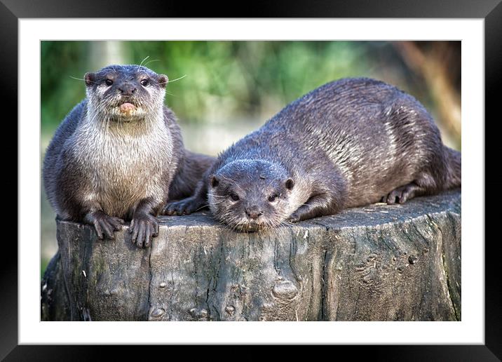 pair of asian short clawed otters Framed Mounted Print by keith franklin