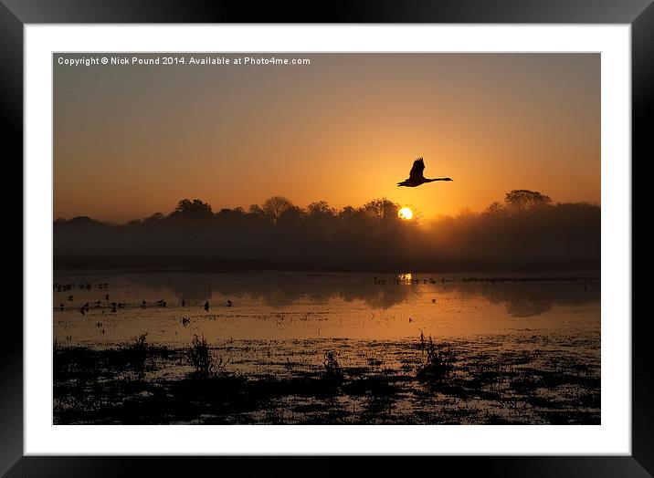 Morning Flight Framed Mounted Print by Nick Pound