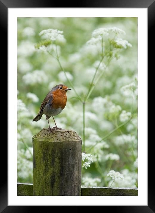 Robin Framed Mounted Print by Nick Pound