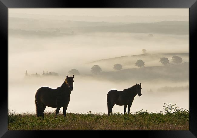 Exmoor Ponies on Winsford Hill Framed Print by Nick Pound