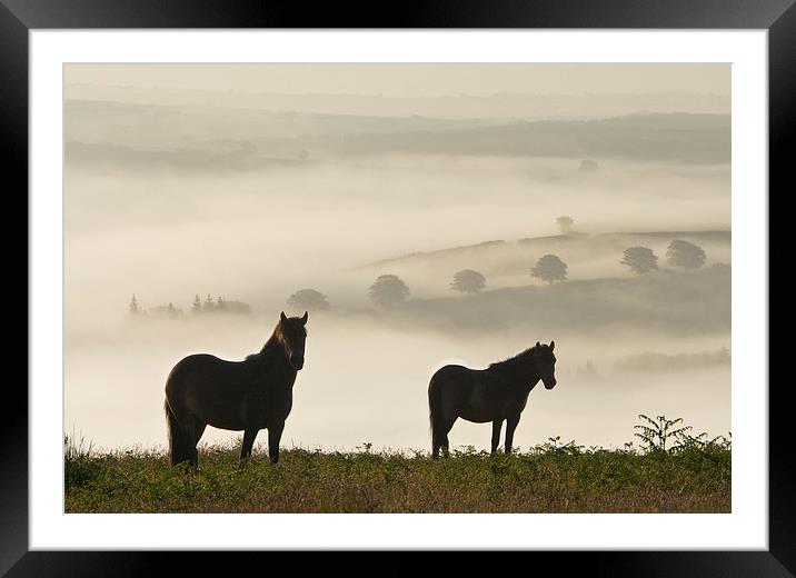 Exmoor Ponies on Winsford Hill Framed Mounted Print by Nick Pound