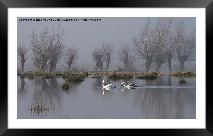 Swans and Willows Framed Mounted Print by Nick Pound