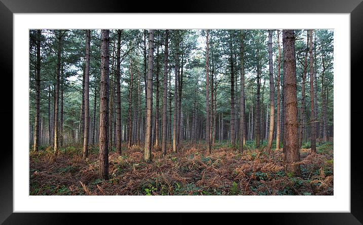 Forest at Dawn Framed Mounted Print by Jonathan Parkes