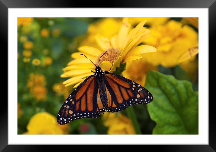 Butterfly on Flower Framed Mounted Print by Jonathan Parkes