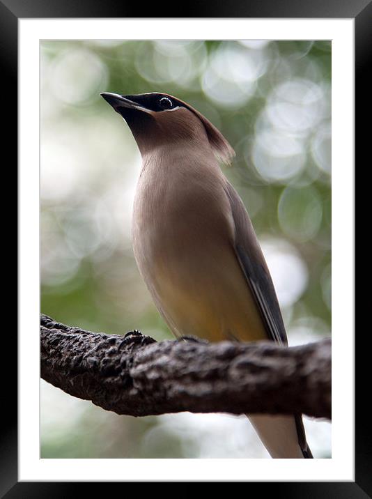 Bird on Branch Framed Mounted Print by Jonathan Parkes