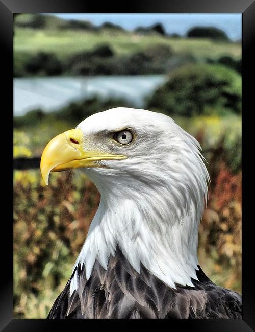 Bold Eagle Framed Print by sean clifford