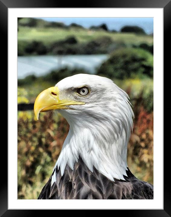 Bold Eagle Framed Mounted Print by sean clifford