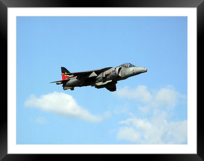 Harrier Framed Mounted Print by sean clifford