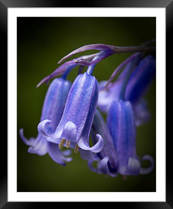 Blue Bells Framed Mounted Print by sean clifford