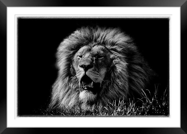 King of the cats Framed Mounted Print by sean clifford