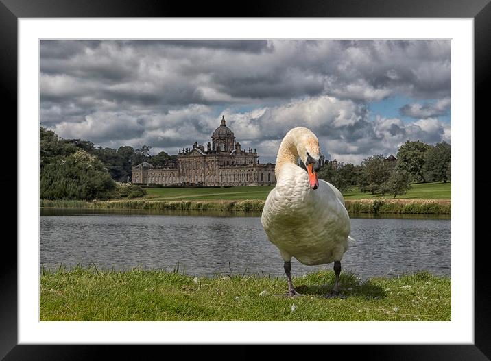 Swan and stately  Framed Mounted Print by sean clifford