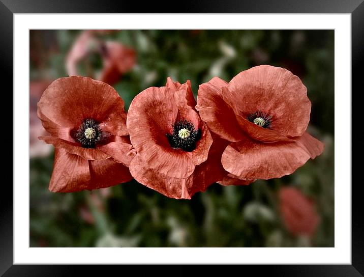 Lest We Forget #2 Framed Mounted Print by Julia Whitnall