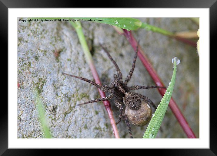 Wolf Spider Framed Mounted Print by Andy Jones