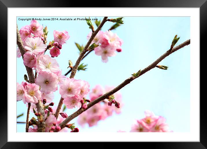 桜 (Sakura) Framed Mounted Print by Andy Jones