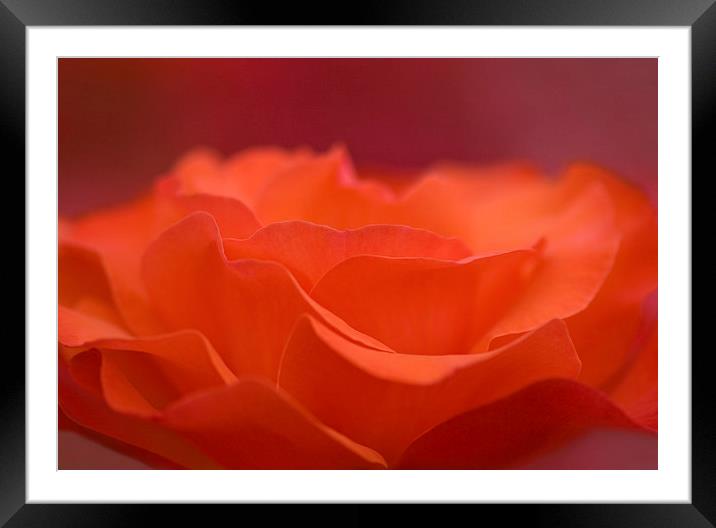 orange rose petals Framed Mounted Print by Maria McLaren