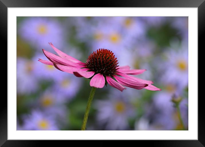  pretty in pink Framed Mounted Print by Maria McLaren