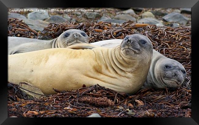 Look at me Framed Print by Peter Farrington