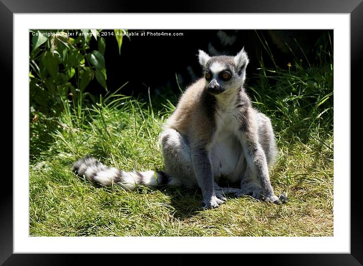 Did You Say Something ? Framed Mounted Print by Peter Farrington