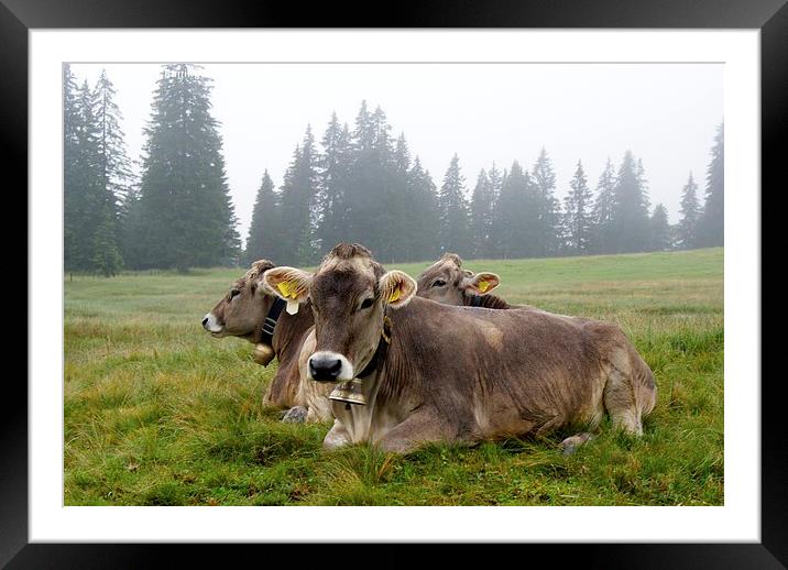  Milka Cows Framed Mounted Print by Peter Farrington