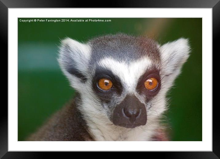  What did you say ? Framed Mounted Print by Peter Farrington
