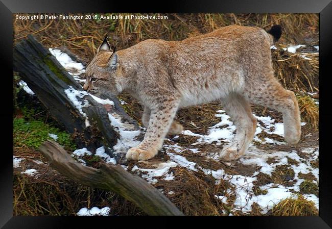  Lynx On The Prowl Framed Print by Peter Farrington