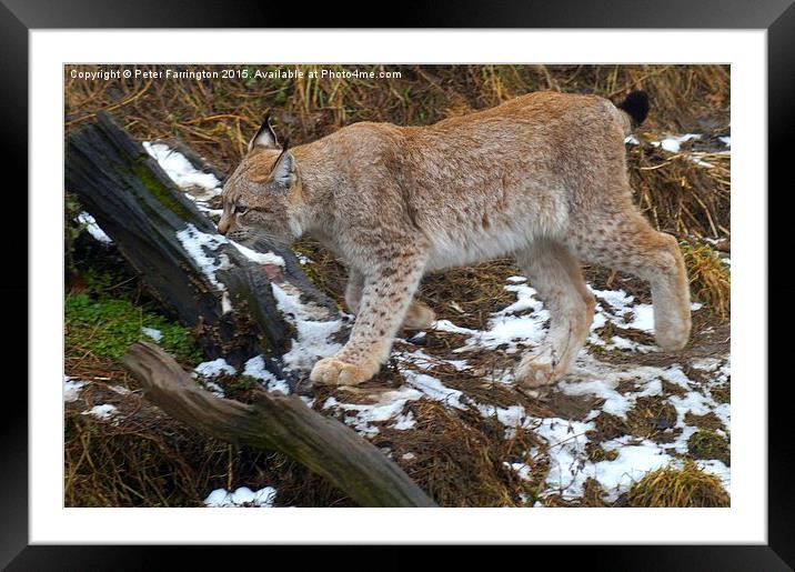  Lynx On The Prowl Framed Mounted Print by Peter Farrington