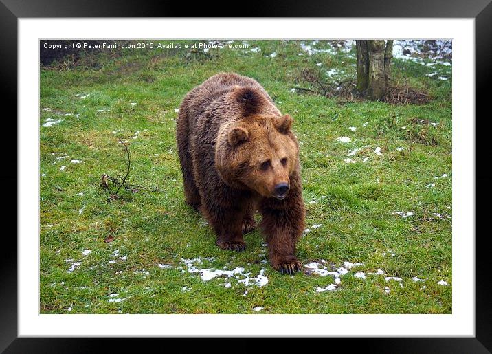  The European Brown Bear Framed Mounted Print by Peter Farrington