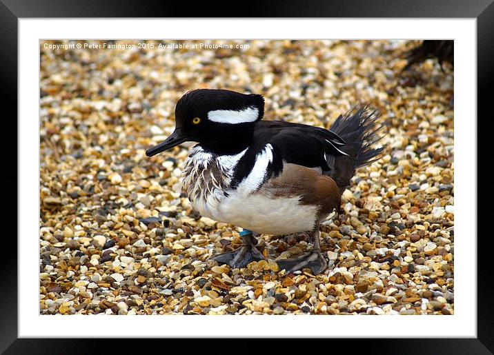  The Hooded Merganser Framed Mounted Print by Peter Farrington