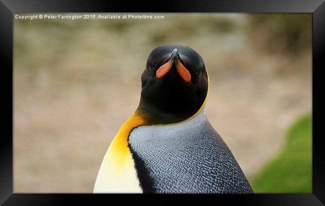  What You Looking At ? Framed Print by Peter Farrington