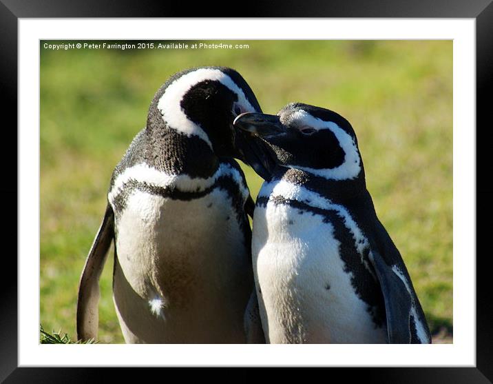  Love Is In The Air Framed Mounted Print by Peter Farrington