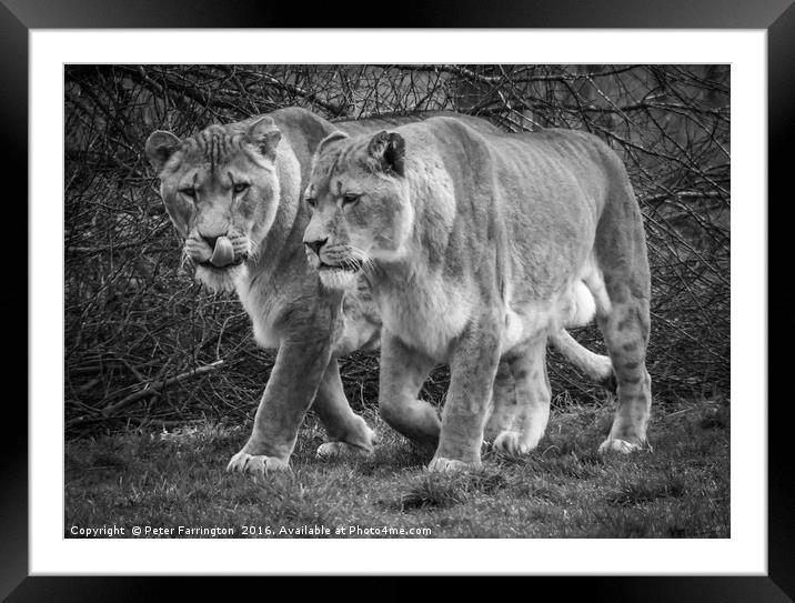 Big Cats Hunt Framed Mounted Print by Peter Farrington