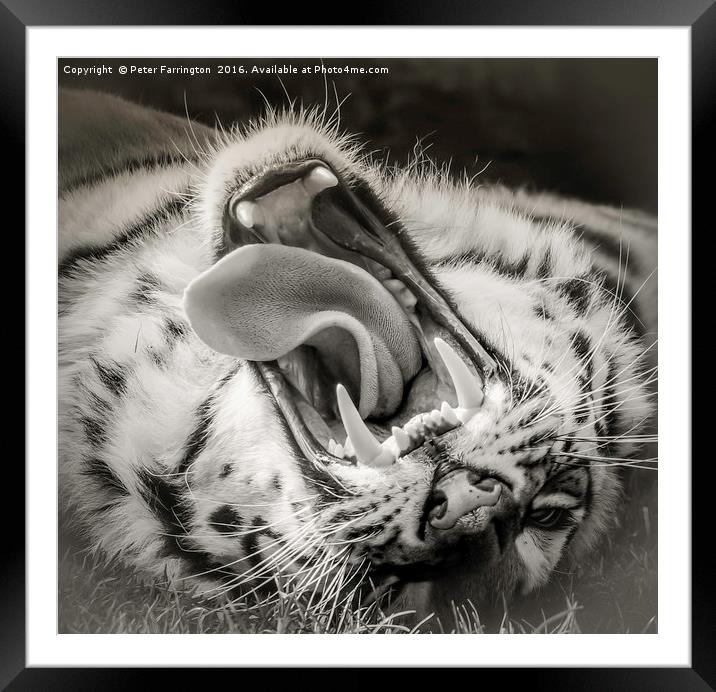 Tiger Roar Framed Mounted Print by Peter Farrington