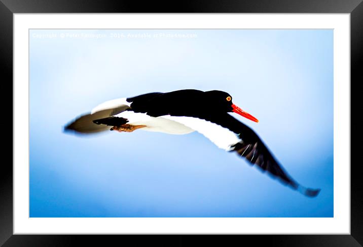 I'll Fly Away !! Framed Mounted Print by Peter Farrington