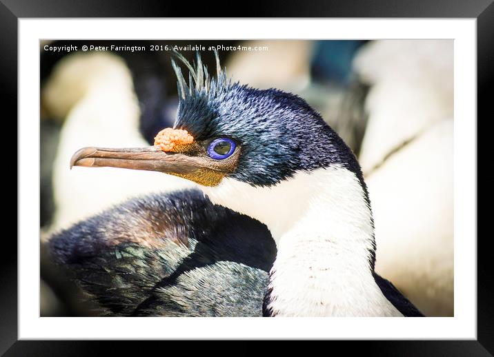 Look Into My Eyes ! Framed Mounted Print by Peter Farrington