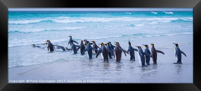 Time For A Dip ! Framed Print by Peter Farrington