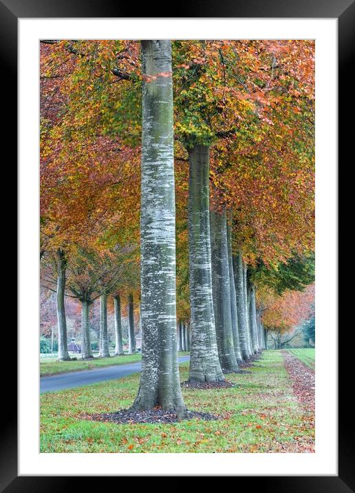 Moor Crichel autumnal morning  Framed Mounted Print by Shaun Jacobs