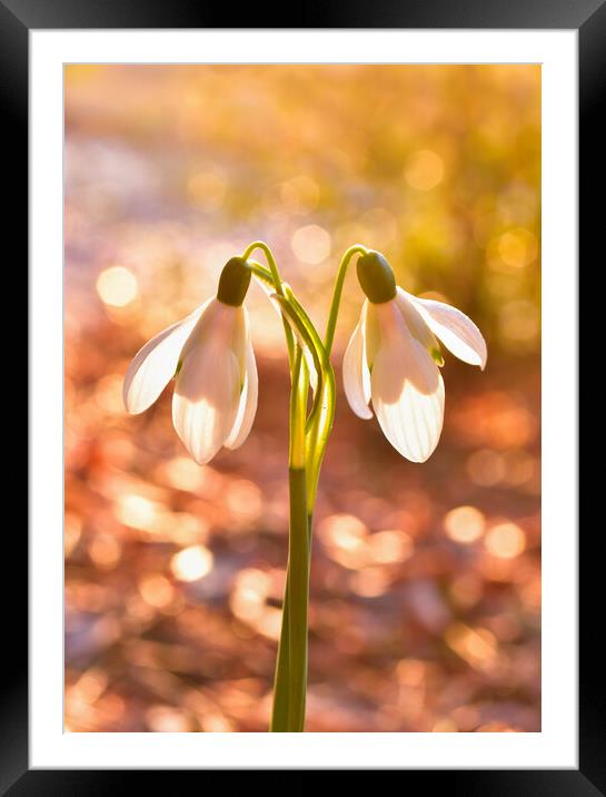 Snow drops at sunrise  Framed Mounted Print by Shaun Jacobs