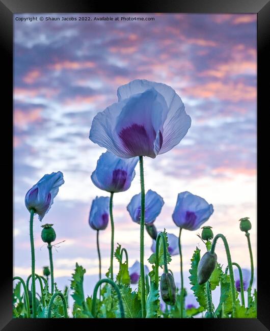 Poppies at sunset  Framed Print by Shaun Jacobs