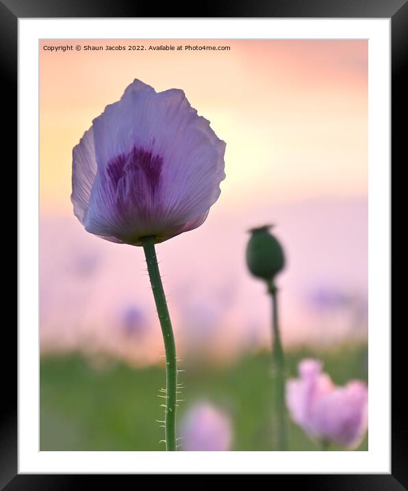 Summer poppy at sunset  Framed Mounted Print by Shaun Jacobs