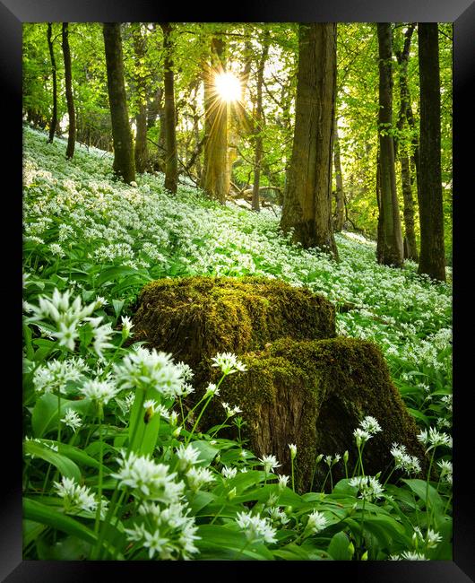 Wild garlic morning  Framed Print by Shaun Jacobs