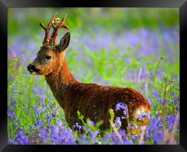 A Roe deer standing in bluebells  Framed Print by Shaun Jacobs