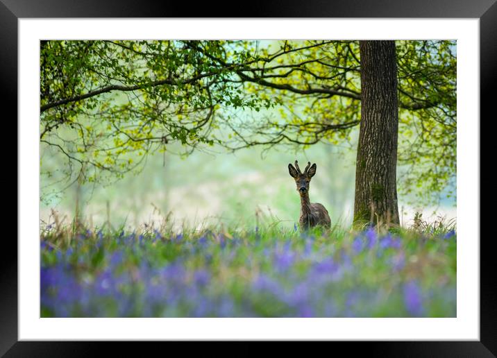 Young deer in bluebells  Framed Mounted Print by Shaun Jacobs