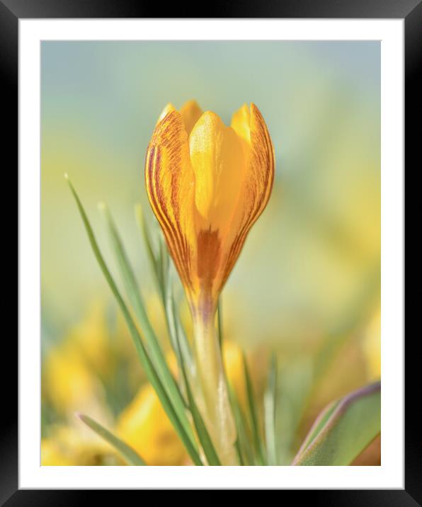 Spring crocus  Framed Mounted Print by Shaun Jacobs