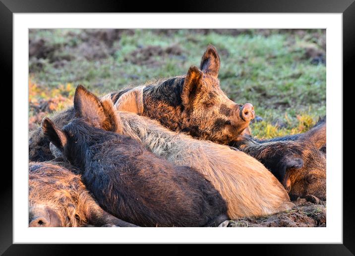 Mangalica pigs sleeping in the sun  Framed Mounted Print by Shaun Jacobs